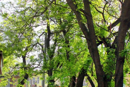 Улица Мечникова: прогулка по одной из самых длинных улиц Одессы (фоторепортаж) 