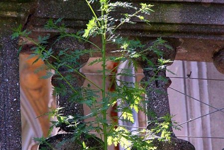 Утопающая в зелени улица Кузнечная: старинные дома с лепниной и сохранившаяся брусчатка (фоторепортаж)