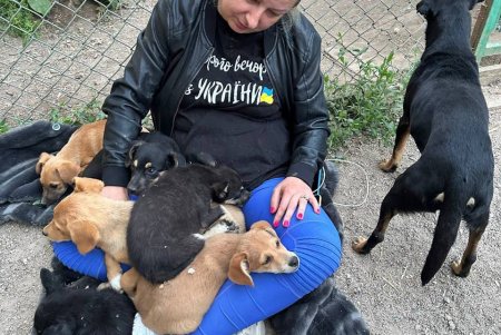 Из Херсона в Одессу эвакуировали почти 50 кошек и собак: животные нуждаются в корме и средствах для ухода (фото, видео)