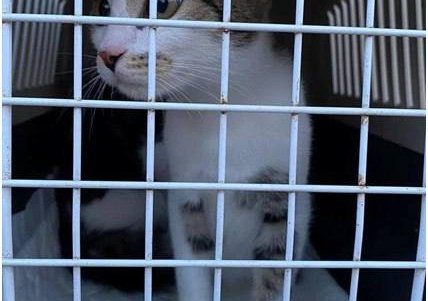 Из Херсона в Одессу эвакуировали почти 50 кошек и собак: животные нуждаются в корме и средствах для ухода (фото, видео)