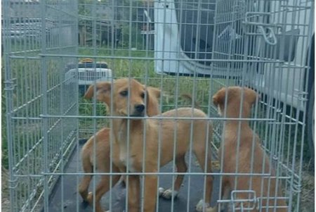 Из Херсона в Одессу эвакуировали почти 50 кошек и собак: животные нуждаются в корме и средствах для ухода (фото, видео)