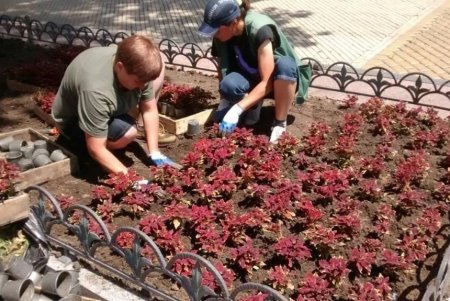 На одесских клумбах высадили более пяти тысяч летних цветов (фото)