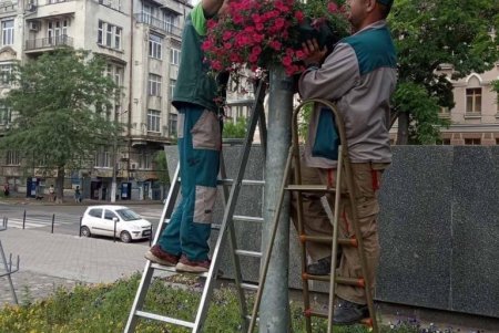 На одесских клумбах высадили более пяти тысяч летних цветов (фото)