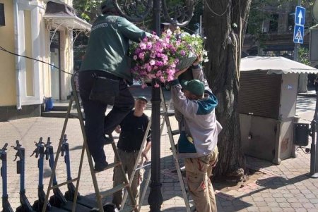 На одесских клумбах высадили более пяти тысяч летних цветов (фото)