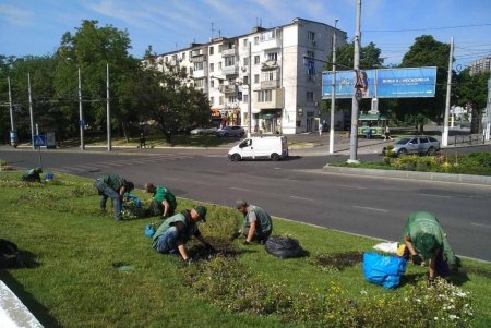 На одесских клумбах высадили более пяти тысяч летних цветов (фото)