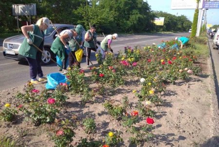 На одесских клумбах высадили более пяти тысяч летних цветов (фото)