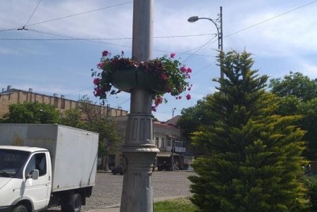 На одесских клумбах высадили более пяти тысяч летних цветов (фото)