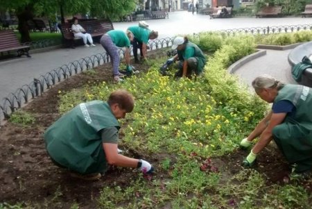 На одесских клумбах высадили более пяти тысяч летних цветов (фото)