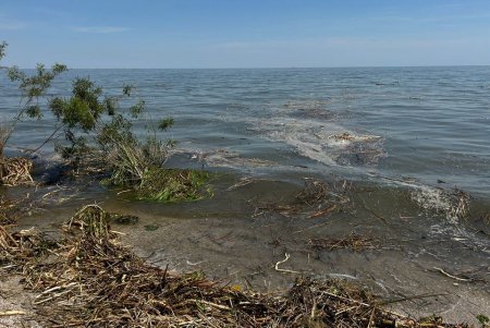 В Черном море специалисты фиксируют снижение солености морской воды (фото)