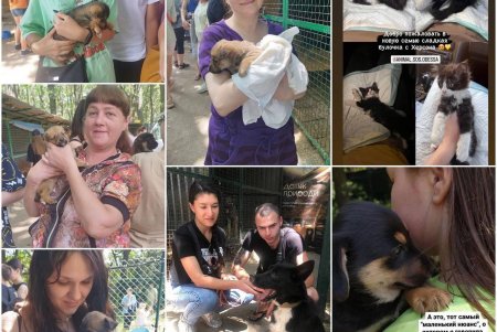 Спасенные животные из Херсона обрели в Одессе новые любящие семьи (фоторепортаж)