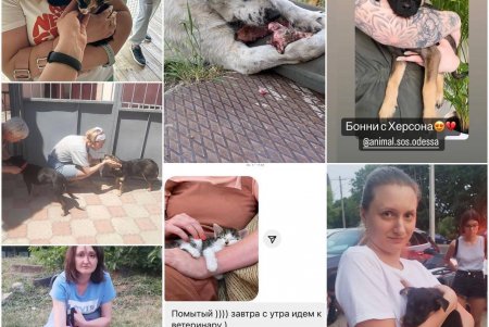 Спасенные животные из Херсона обрели в Одессе новые любящие семьи (фоторепортаж)