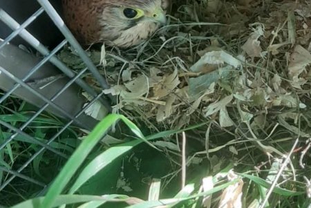 Соотрудники Одесского зоопарка спасли семь соколов и выпустили их в дикую природу (фото)
