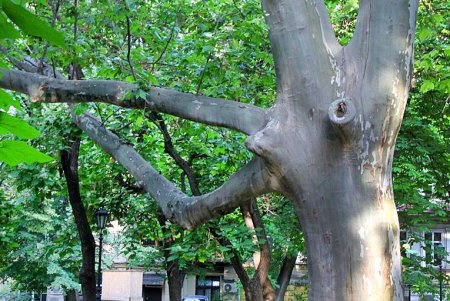 Одесский «королевский дворец»: прогулка по скверу «Пале-Рояль» (фоторепортаж) 