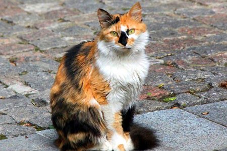 Одесский «королевский дворец»: прогулка по скверу «Пале-Рояль» (фоторепортаж) 