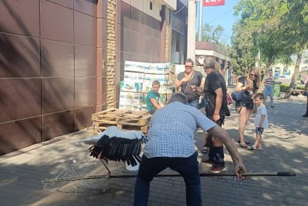 Возле одесского вокзала приземлился аист: о нем позаботятся в зоопарке, после чего выпустят на волю (фото)
