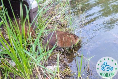 Сотрудники Одесского зоопарка выпустили в природу спасенных ондатр (фото)