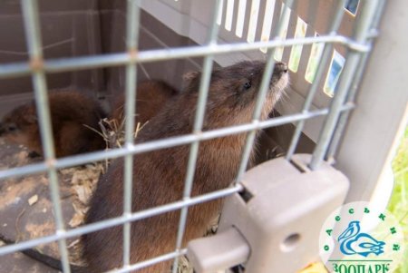 Сотрудники Одесского зоопарка выпустили в природу спасенных ондатр (фото)