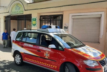 Неравнодушные горожане спасли трех лебедей и принесли в зоопарк