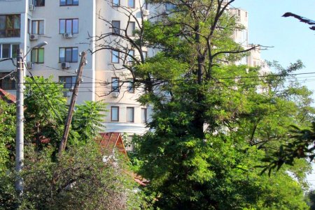 Зеленый туннель Одессы - Адмиральский проспект (фоторепортаж)