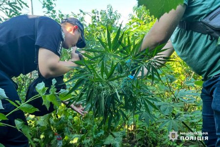 Жительница Измаила выращивала коноплю среди овощей (фото, видео)