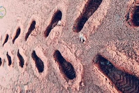 В Тузловских лиманах показали, как после шторма пируют мотылем пернатые обитатели (фото)