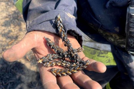 В Одесской области огнем уничтожено 10 гектаров пшеничного поля (фото, видео) 