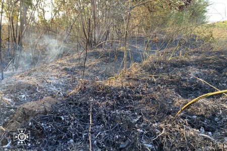 В Одесской области горело пшеничное поле (фото)