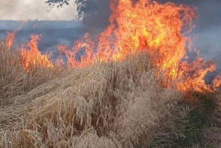 В Одесской области горело пшеничное поле (фото)