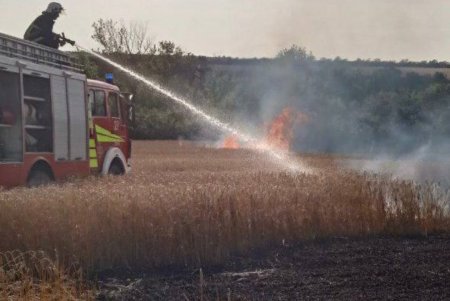 В Одесской области горело пшеничное поле (фото)