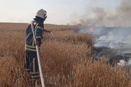 В Одесской области горело пшеничное поле (фото)