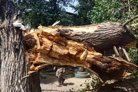 В Одессе сильный ветер повалил 73 дерева: более половины из них уже убирают с улиц коммунальщики (фото)