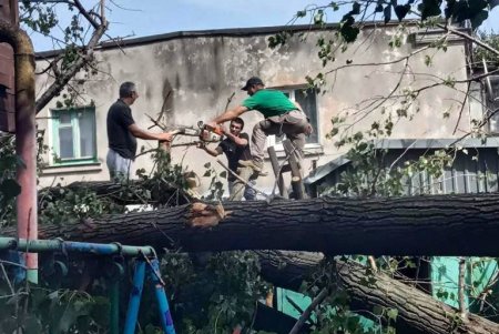 В Одессе сильный ветер повалил 73 дерева: более половины из них уже убирают с улиц коммунальщики (фото)