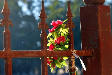 Голубые ели, платаны, липы и пирамидальные дубы: Куликовое поле одна из самых больших площадей Одессы (фоторепортаж)