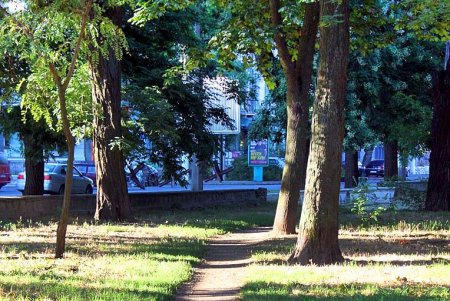 Голубые ели, платаны, липы и пирамидальные дубы: Куликовое поле одна из самых больших площадей Одессы (фоторепортаж)