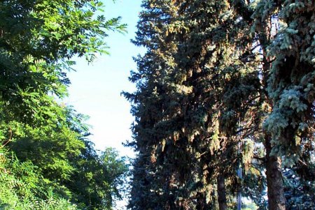 Голубые ели, платаны, липы и пирамидальные дубы: Куликовое поле одна из самых больших площадей Одессы (фоторепортаж)