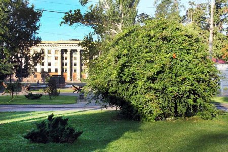 Голубые ели, платаны, липы и пирамидальные дубы: Куликовое поле одна из самых больших площадей Одессы (фоторепортаж)