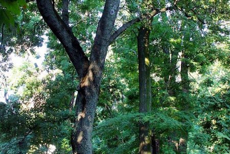 Голубые ели, платаны, липы и пирамидальные дубы: Куликовое поле одна из самых больших площадей Одессы (фоторепортаж)