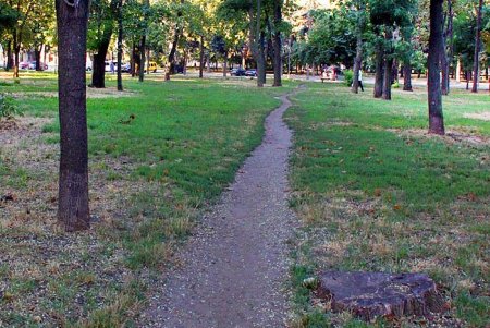 Голубые ели, платаны, липы и пирамидальные дубы: Куликовое поле одна из самых больших площадей Одессы (фоторепортаж)