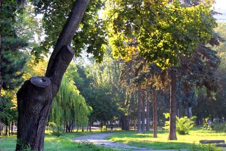 Голубые ели, платаны, липы и пирамидальные дубы: Куликовое поле одна из самых больших площадей Одессы (фоторепортаж)