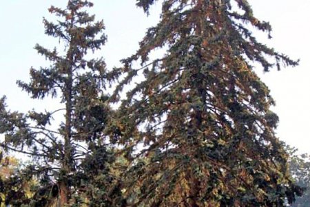 Голубые ели, платаны, липы и пирамидальные дубы: Куликовое поле одна из самых больших площадей Одессы (фоторепортаж)