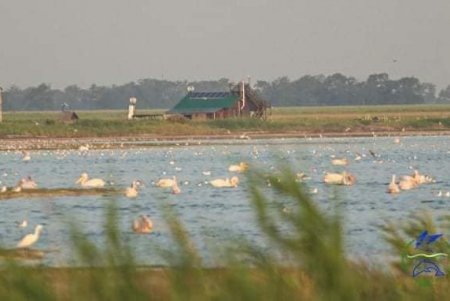 В Тузловской Амазонии в конце лета обосновались стаи пеликанов, цапель и розовых фламинго (фото)