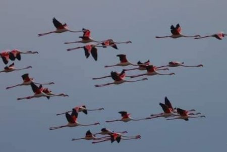 В Тузловской Амазонии в конце лета обосновались стаи пеликанов, цапель и розовых фламинго (фото)