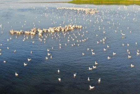 В Тузловской Амазонии в конце лета обосновались стаи пеликанов, цапель и розовых фламинго (фото)
