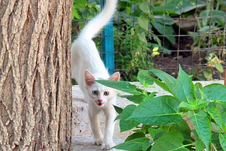 Улица Нежинская: старинные особняки и современные дома (фоторепортаж) 