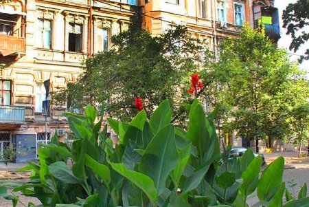 Улица Нежинская: старинные особняки и современные дома (фоторепортаж) 