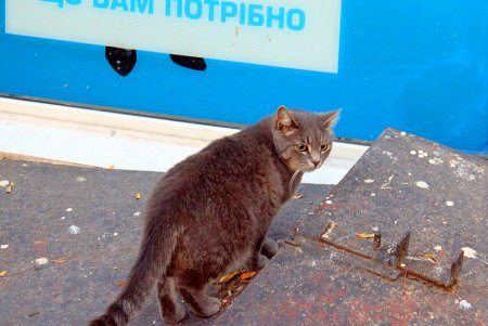 Улица Нежинская: старинные особняки и современные дома (фоторепортаж) 