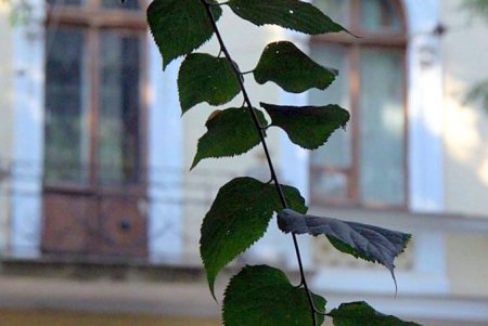 Улица Нежинская: старинные особняки и современные дома (фоторепортаж) 