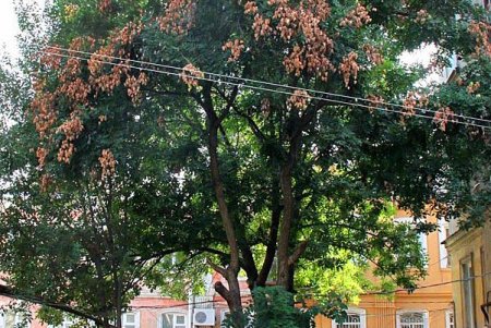 Улица Нежинская: старинные особняки и современные дома (фоторепортаж) 