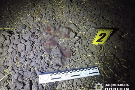 В Подольском районе водитель грузовика сбил тракториста (фото)