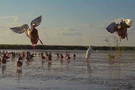 В Тузловской Амазонии собралось более полумиллиона уток (фото)